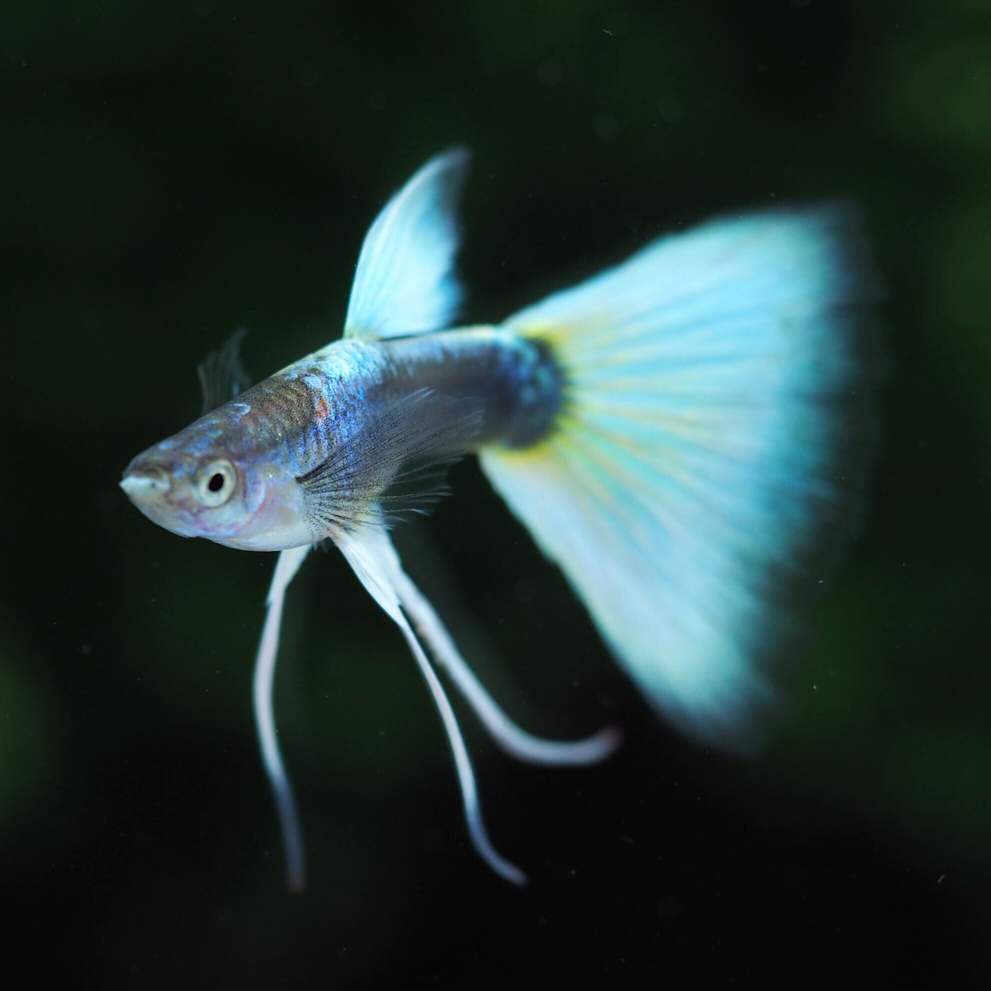 ドイツイエロータキシードリボン 若魚1カルテット | 伊豆グッピーファーム