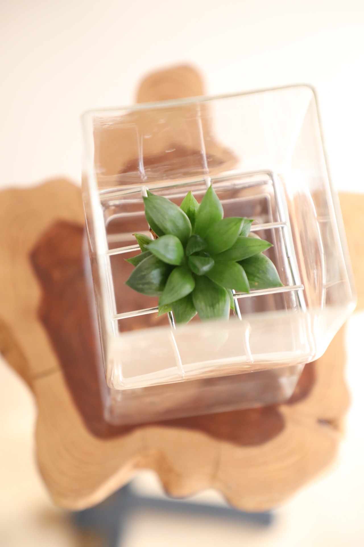 【S】ハオルチア グラシリス テネラ　※ハイドログラスポット付き