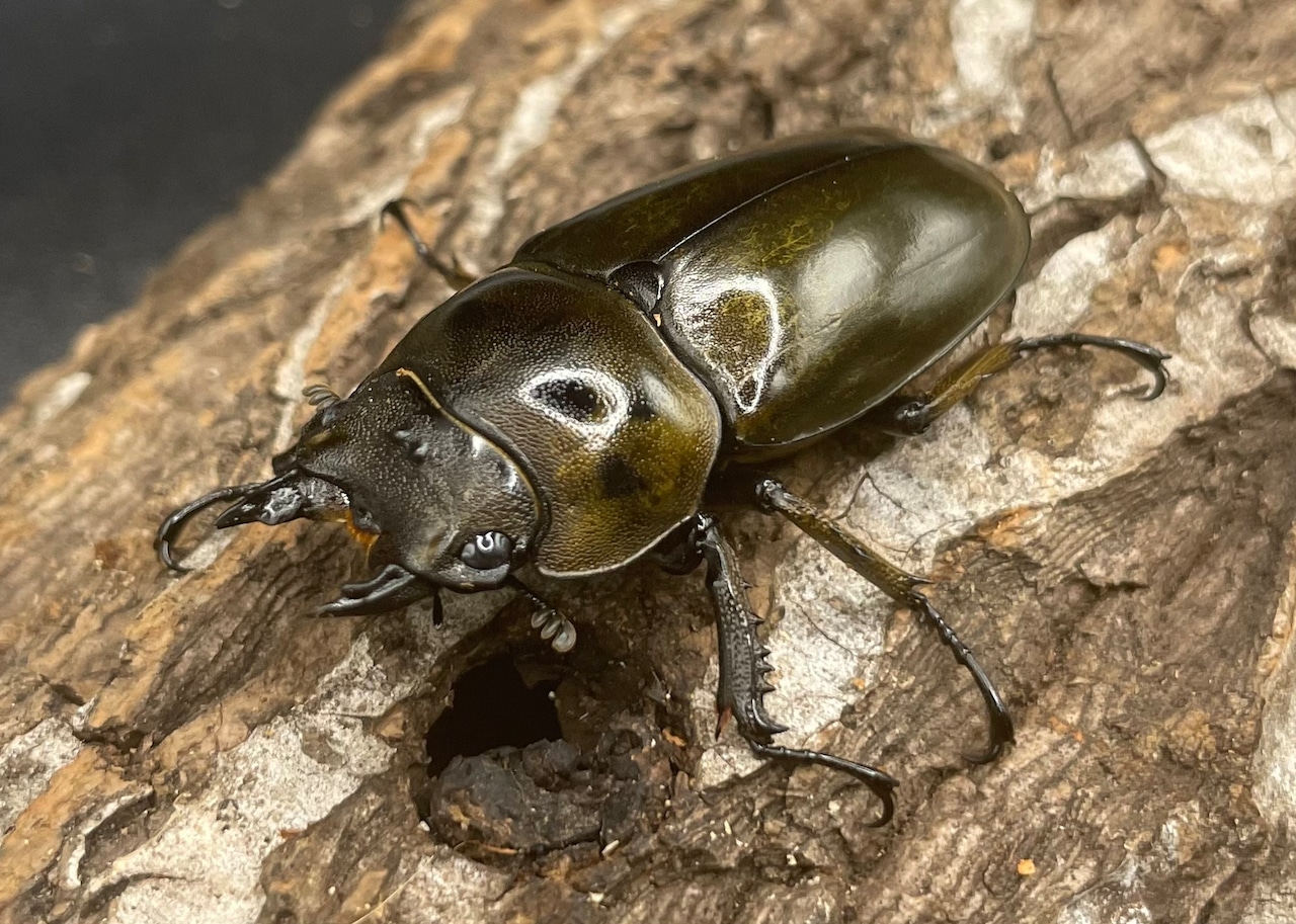 《ババオウゴンオニクワガタ 57mm ペア》