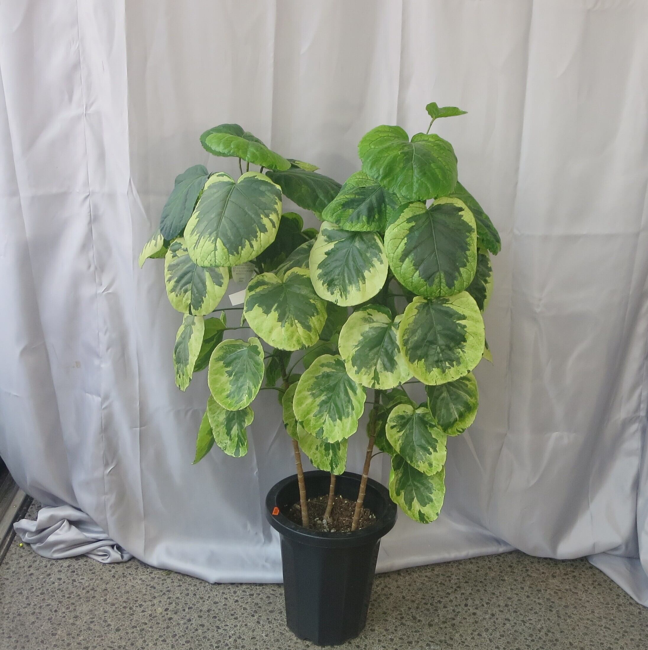 ポリシャスフリスビー煌（キラメキ）。美しい色合いが魅力の稀少品種