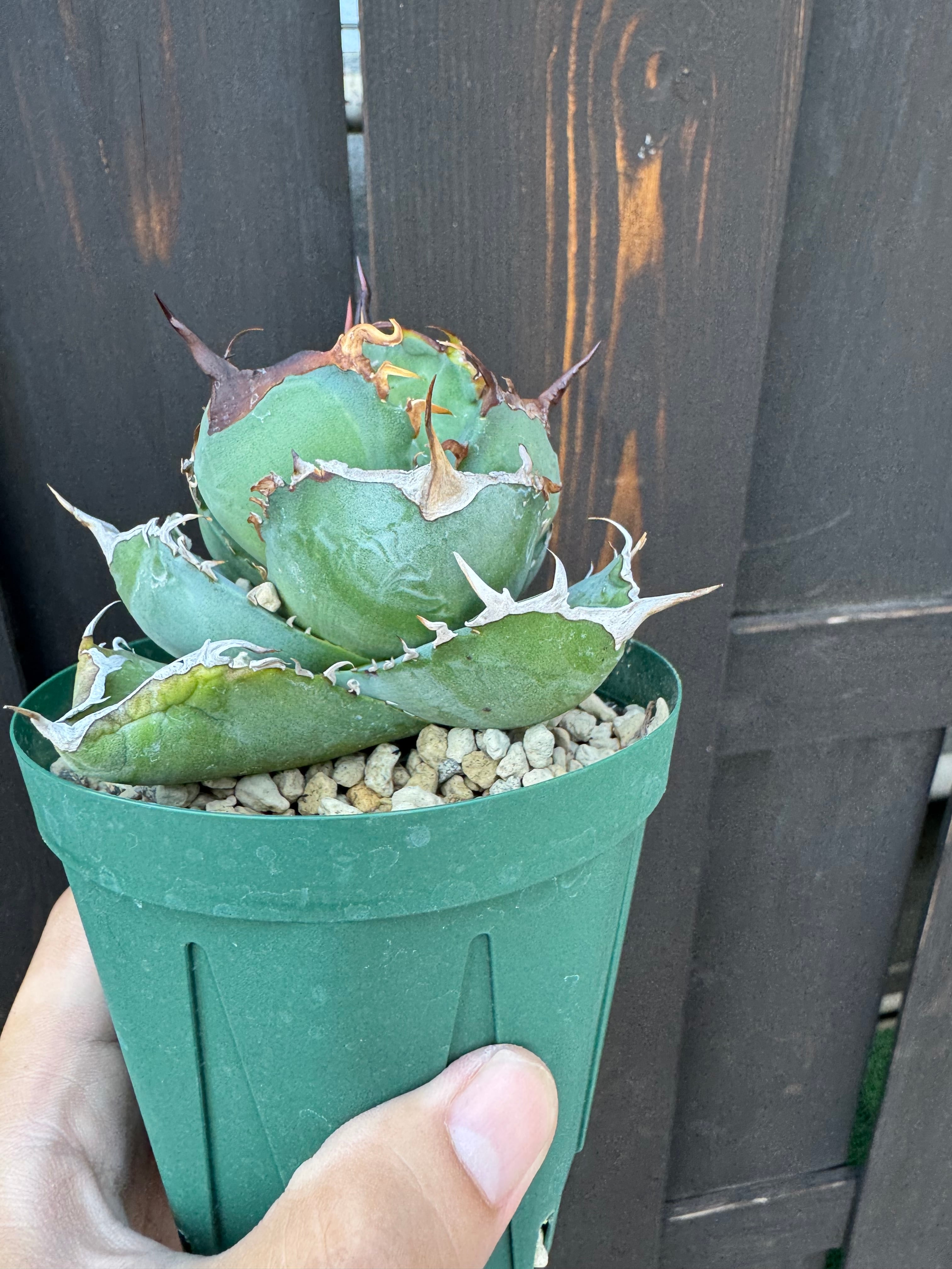 新着】Agave titanota【コンパクトな個体・良い棘】アガべ チタノタ