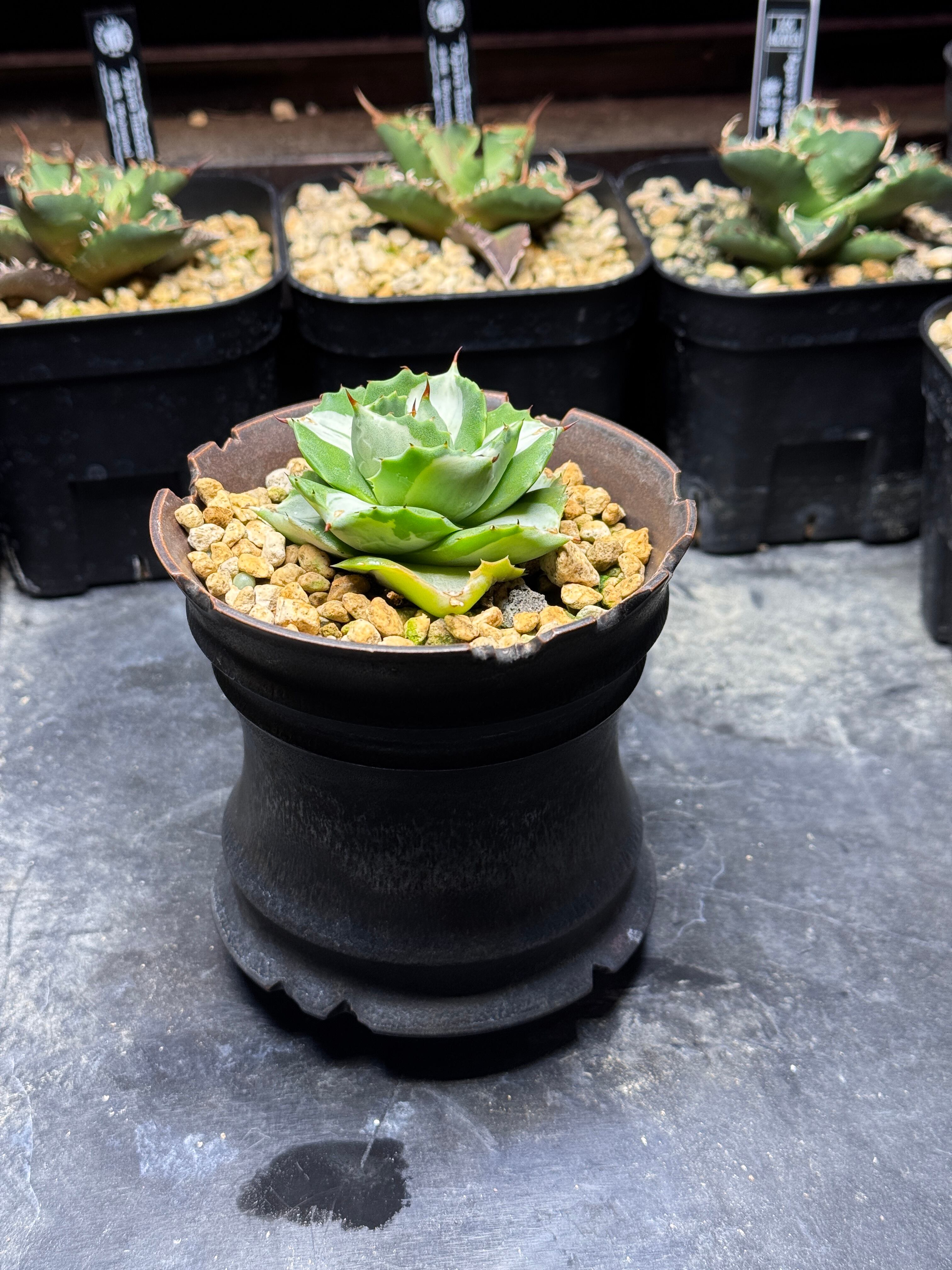 アガベ チタノタ バトルアックス イラン株 ① | F.T.W Tokyo