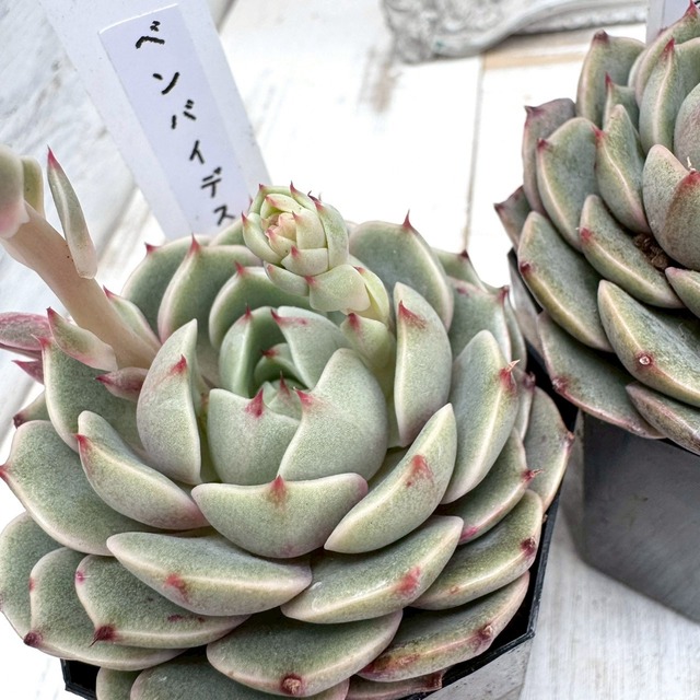 【エケベリア】ベンバディス ｜多肉植物,寄せ植え,おしゃれ,かわいい