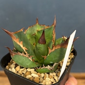 アガベ チタノタ バッファロー【149】