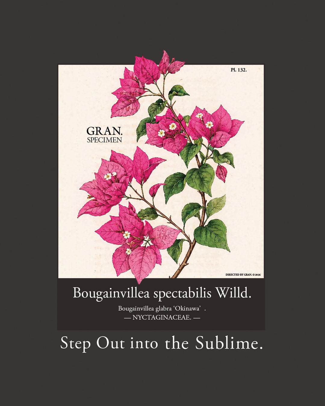 コピー:Okinawa Bougainvillea spectabilis Willd. t-shirt vol.2