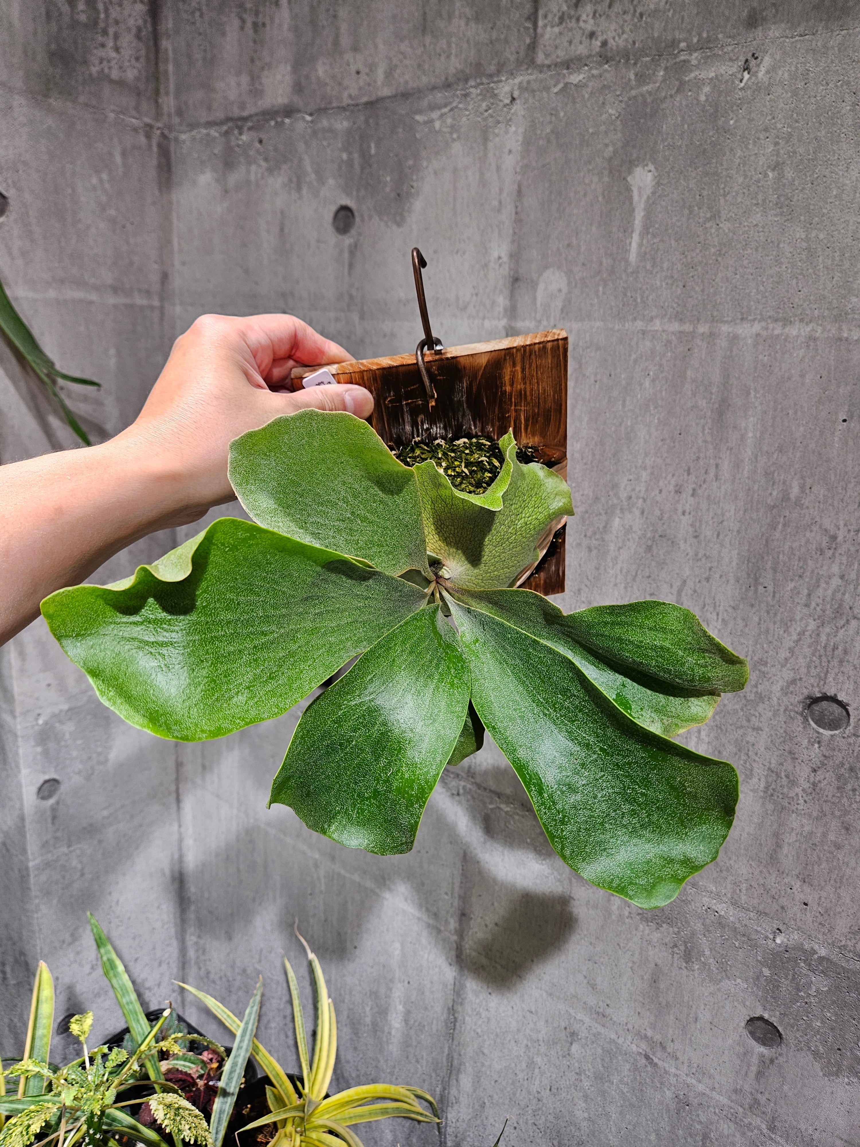 P.Freeza Sporelings 〈FSQ〉 (From cv.YASU)【artPLANTs/PLANTS