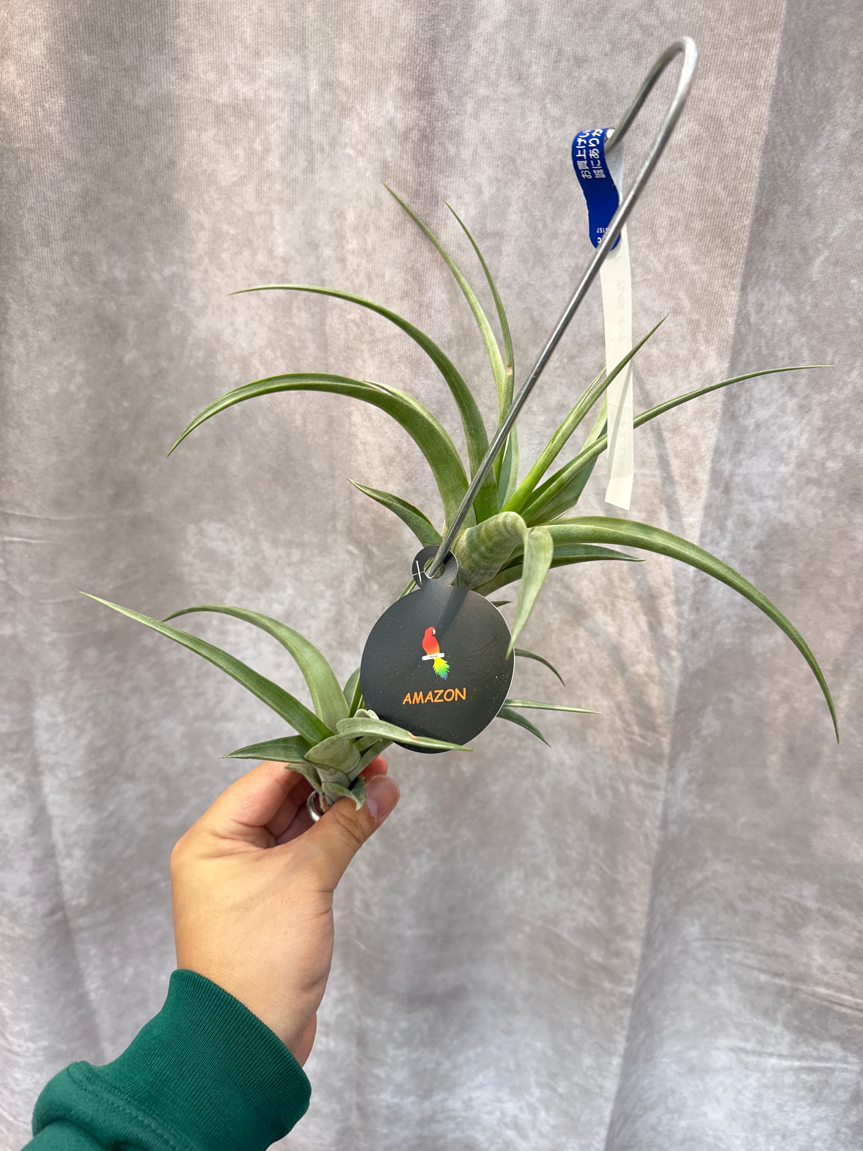 ビカクシダ ベイチー | Gardenえん 【観葉熱帯植物】