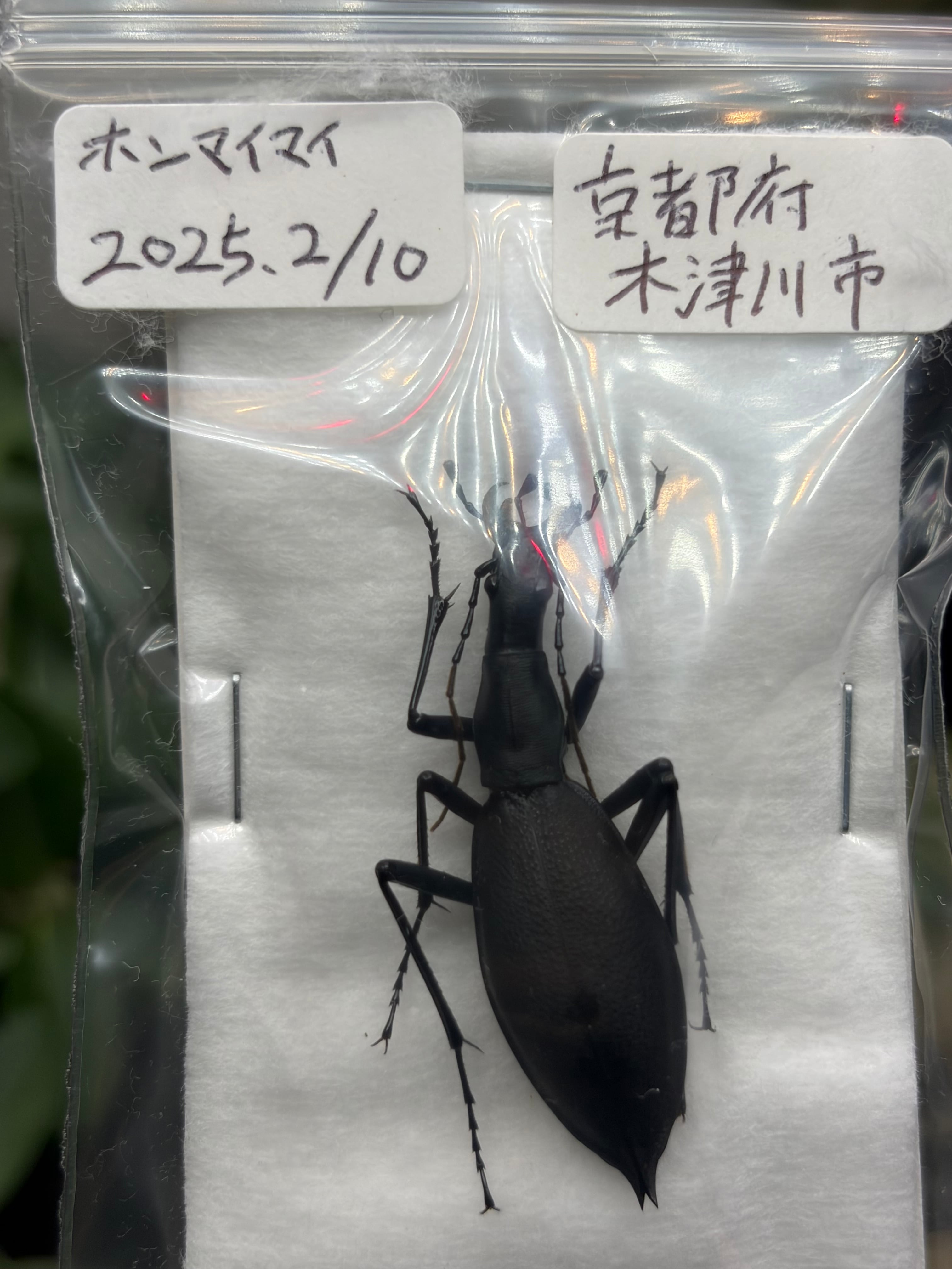 45mm】テイオウカブリモドキ オサムシ標本 オサムシ マイマイカブリ