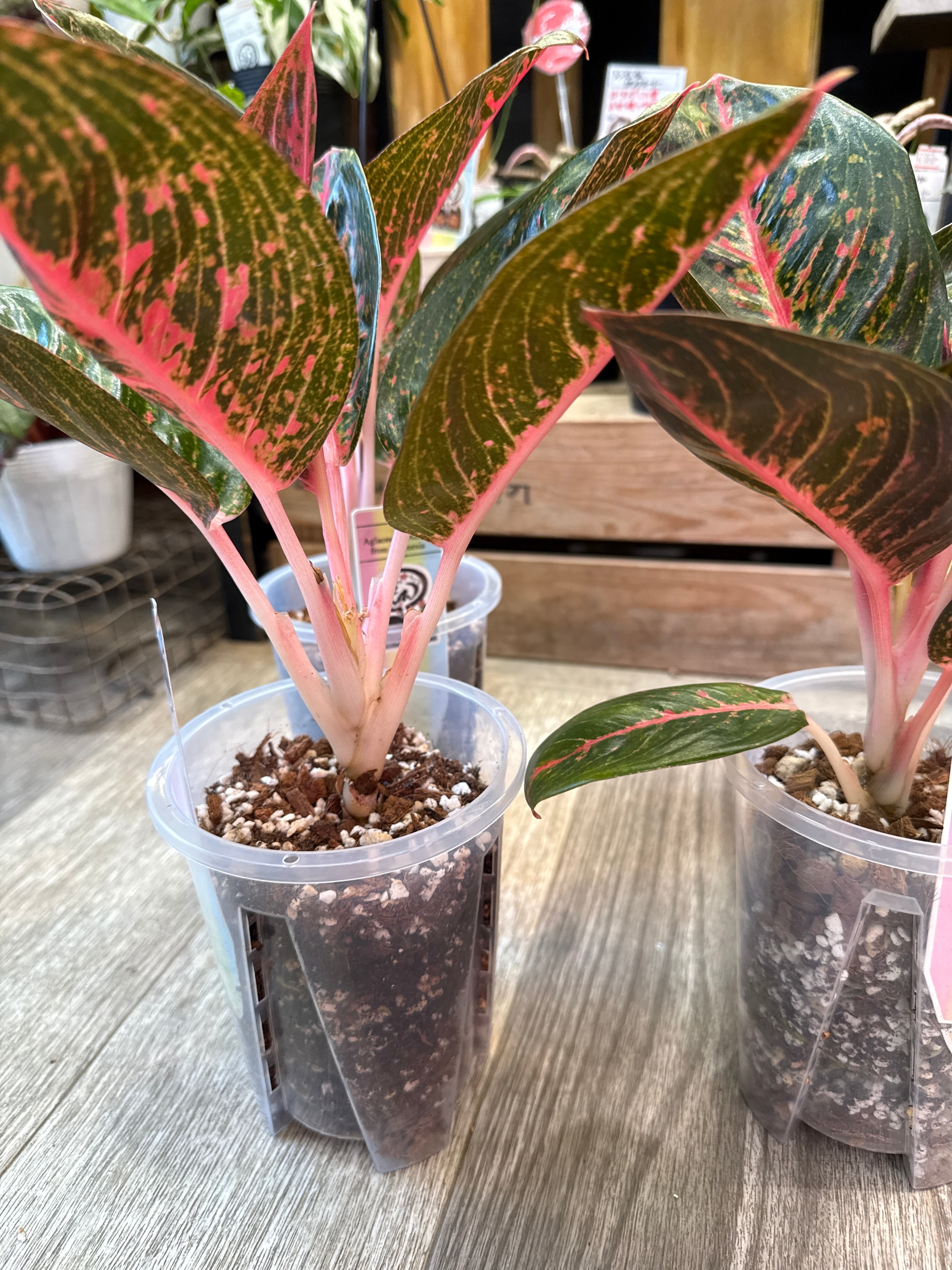 Aglaonema Adelia (from Indonesia) / アグラオネマ アデリア | Garden