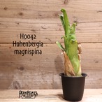【送料無料】 Hohenbergia magnispina〔ホヘンベルギア〕現品発送H0042