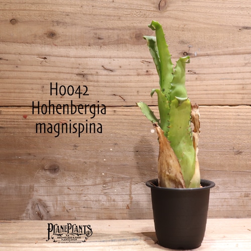 【送料無料】 Hohenbergia magnispina〔ホヘンベルギア〕現品発送H0042