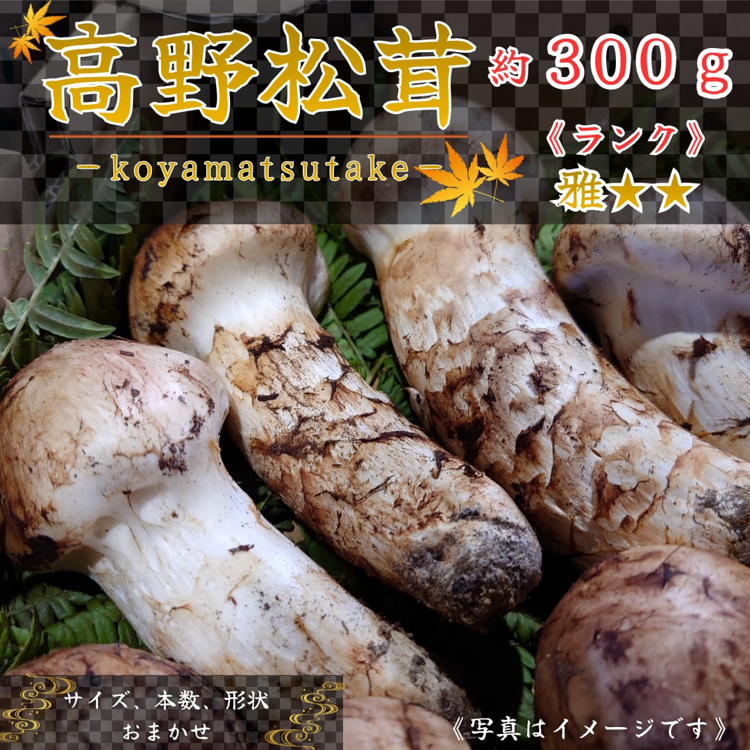 2026年10月上旬から順次発送】国産松茸 300g ランク《》 無くなり次第