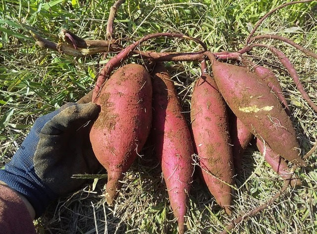 さよ様フォロワー様限定】自然栽培さつまいも（紅はるか）5kg（送料別 