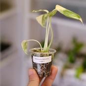 モンステラ・レガシー / Monstera deliciosa ‘Legacy'⑥