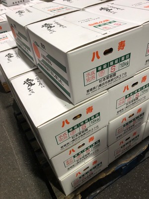 真穴 八寿みかん 家庭用 M〜Lサイズ 10kg　発送11月上旬〜