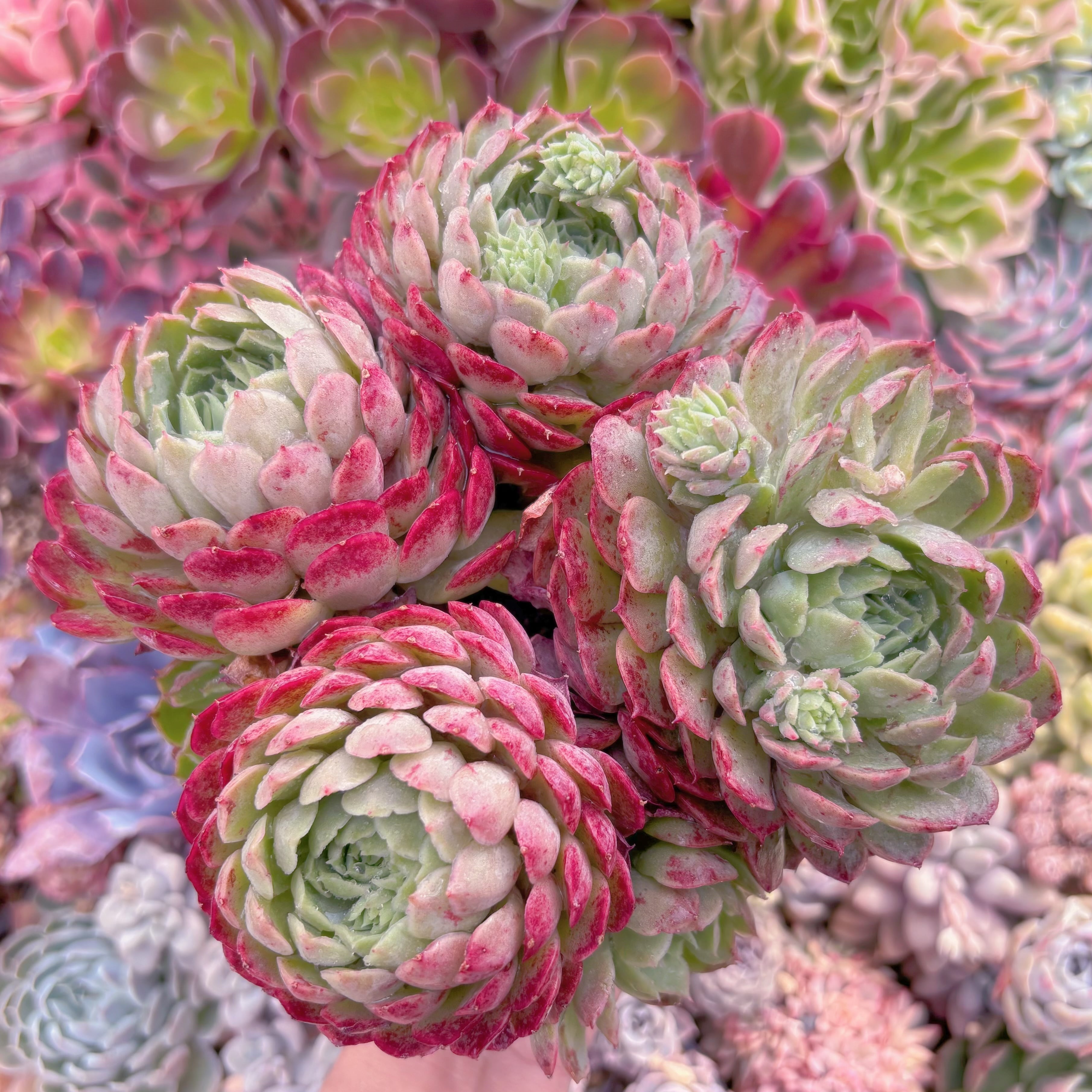 現品　朱砂痣#036　特大群生　るる農園