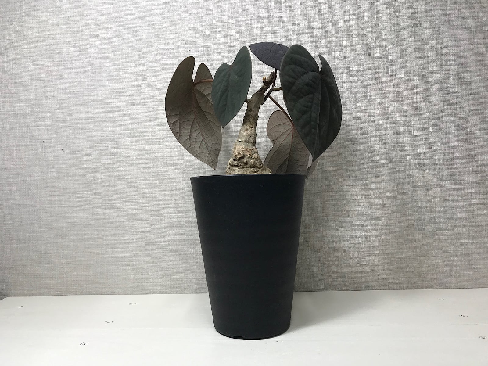 アデニア ステイローサ