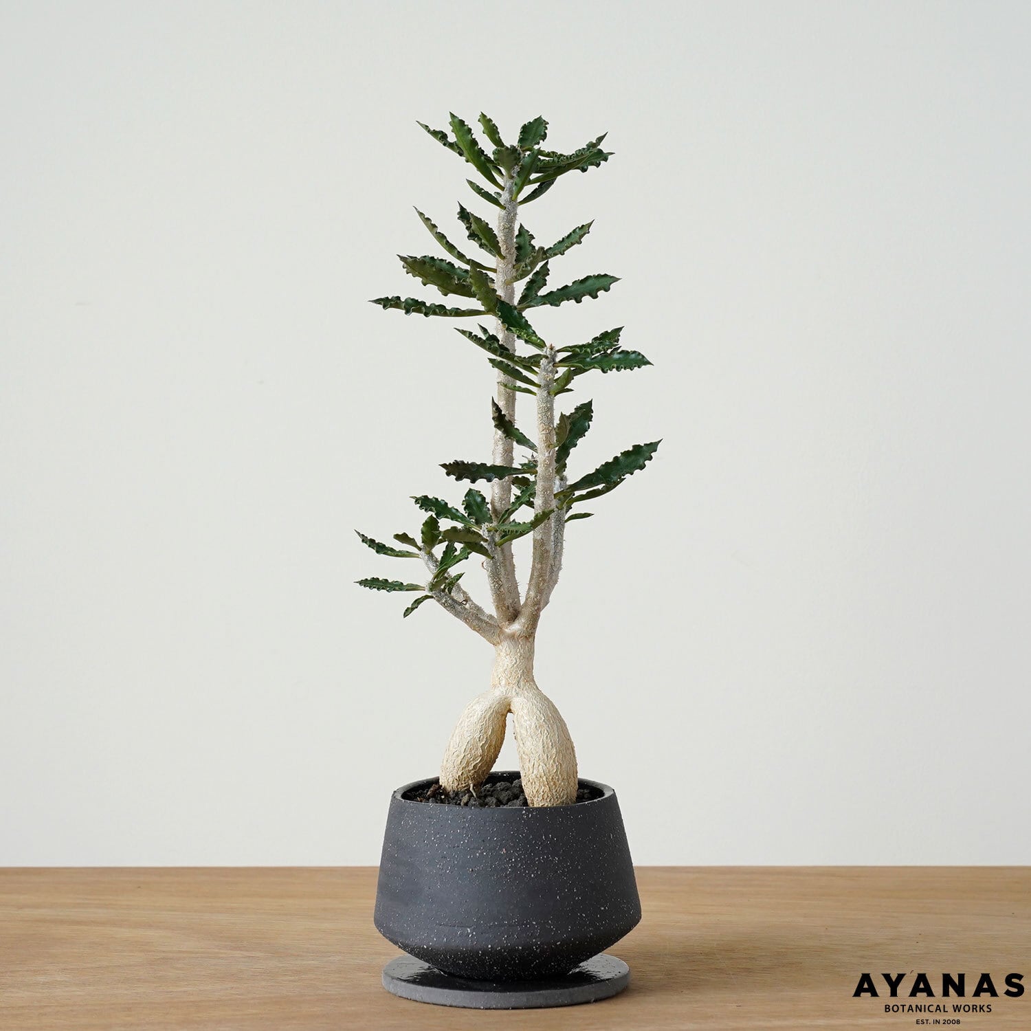 ユーフォルビア カプサインテマリエンシス | AYANAS（アヤナス）｜観葉