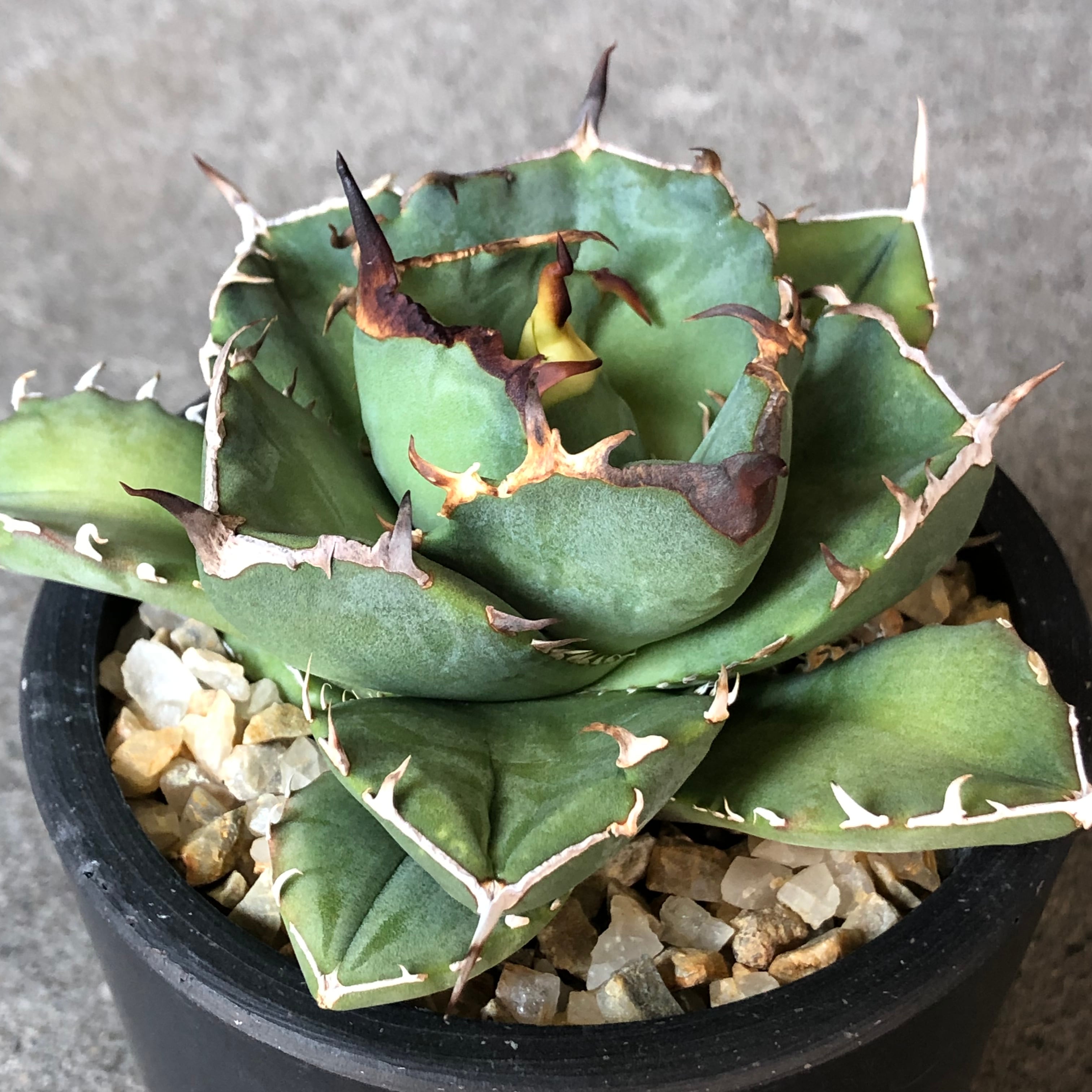 アガベ チタノタ FO76 コンパクタ Agave titanota FO76 compacta