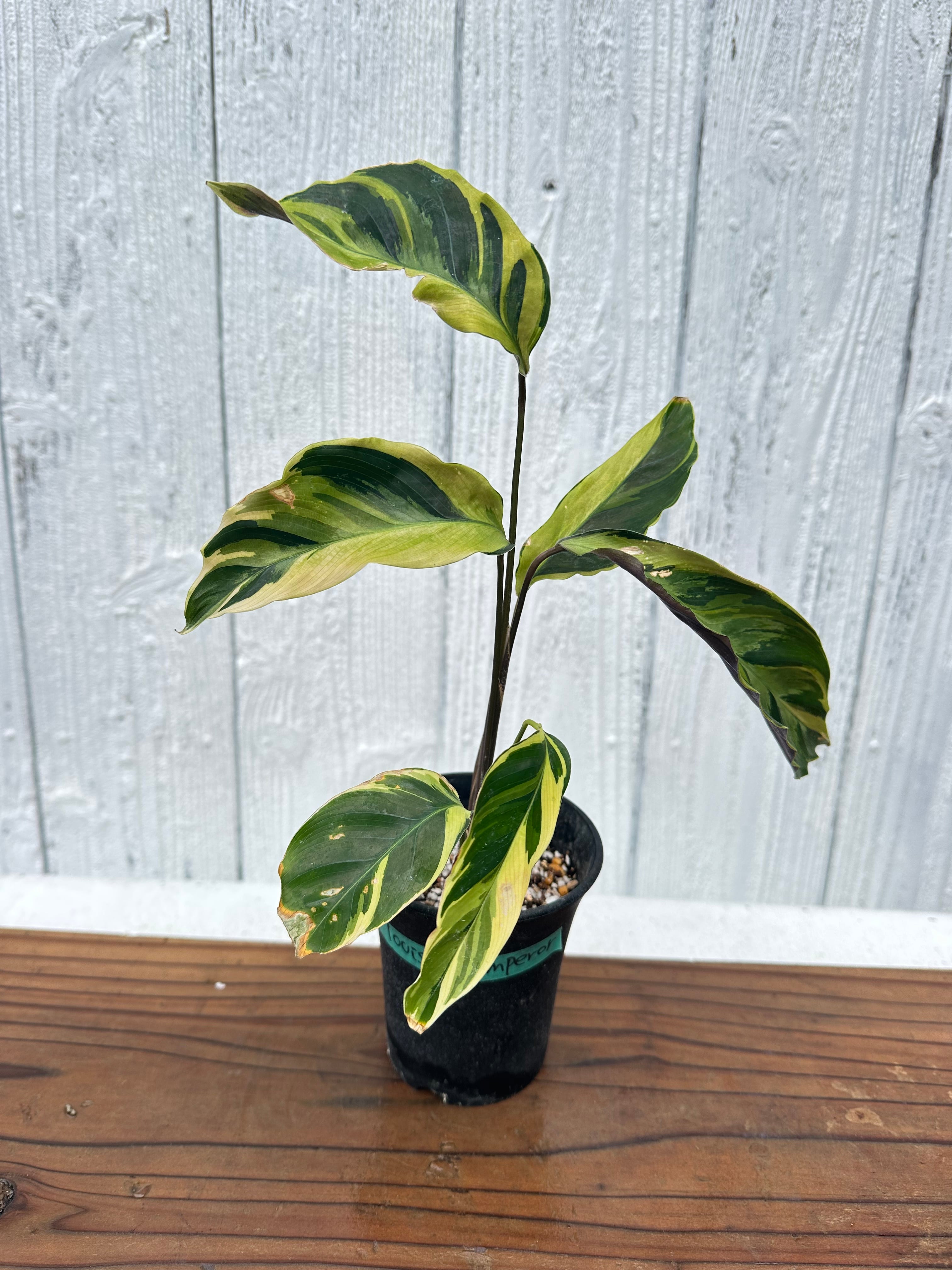 Alocasia Crinkles albo Variegata アロカシア クリンクルズ アルボ