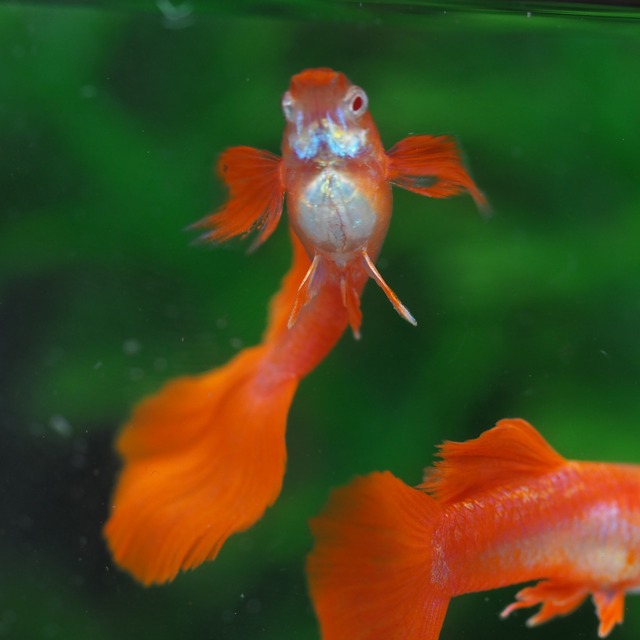 専用　種親RREAフルレッドタキシードレッドウイング　3ペア(国産グッピー)