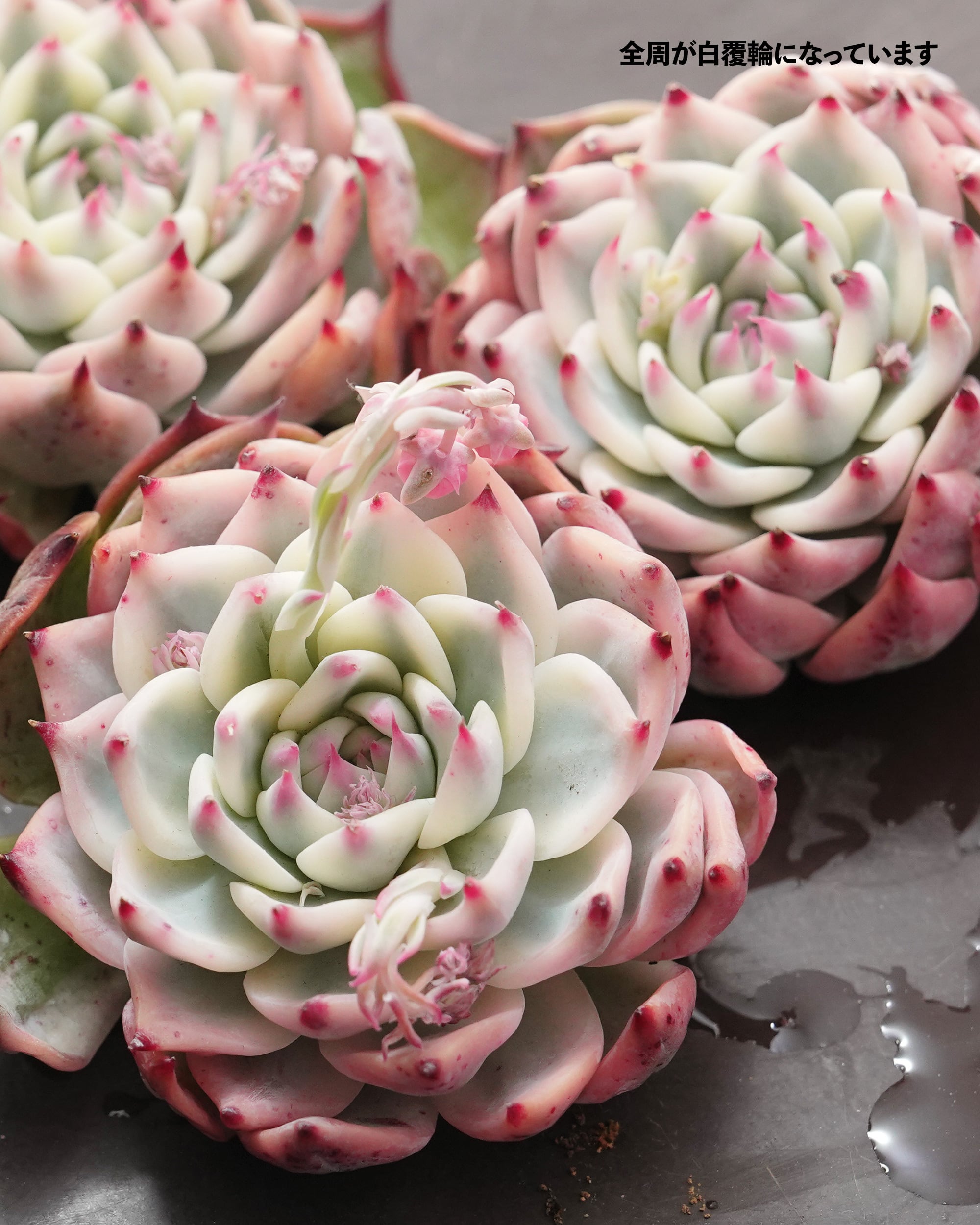発根済カット苗 チワワエンシス錦 陰陽 全周化 Echeveria