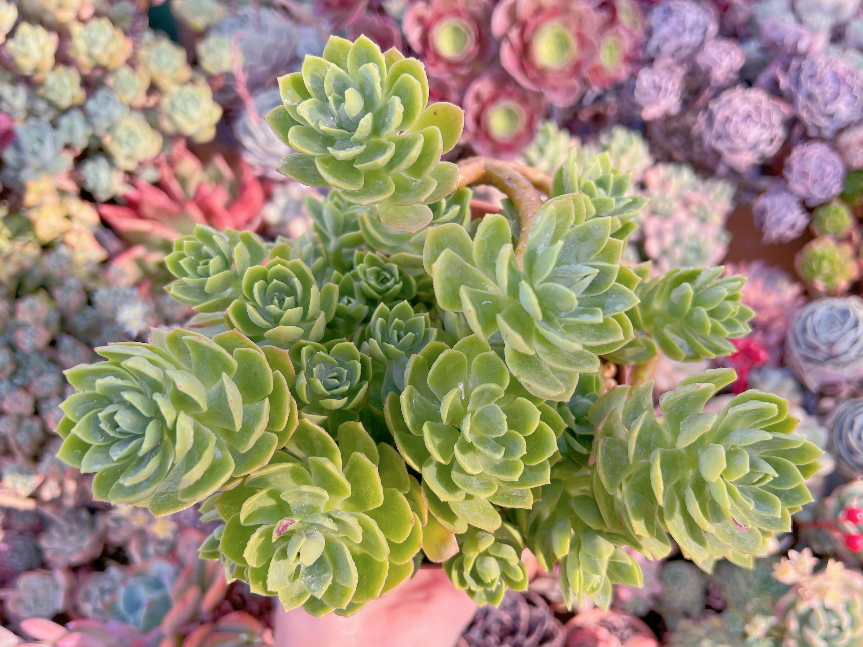 現品　グリーンローズ#K005　るる農園