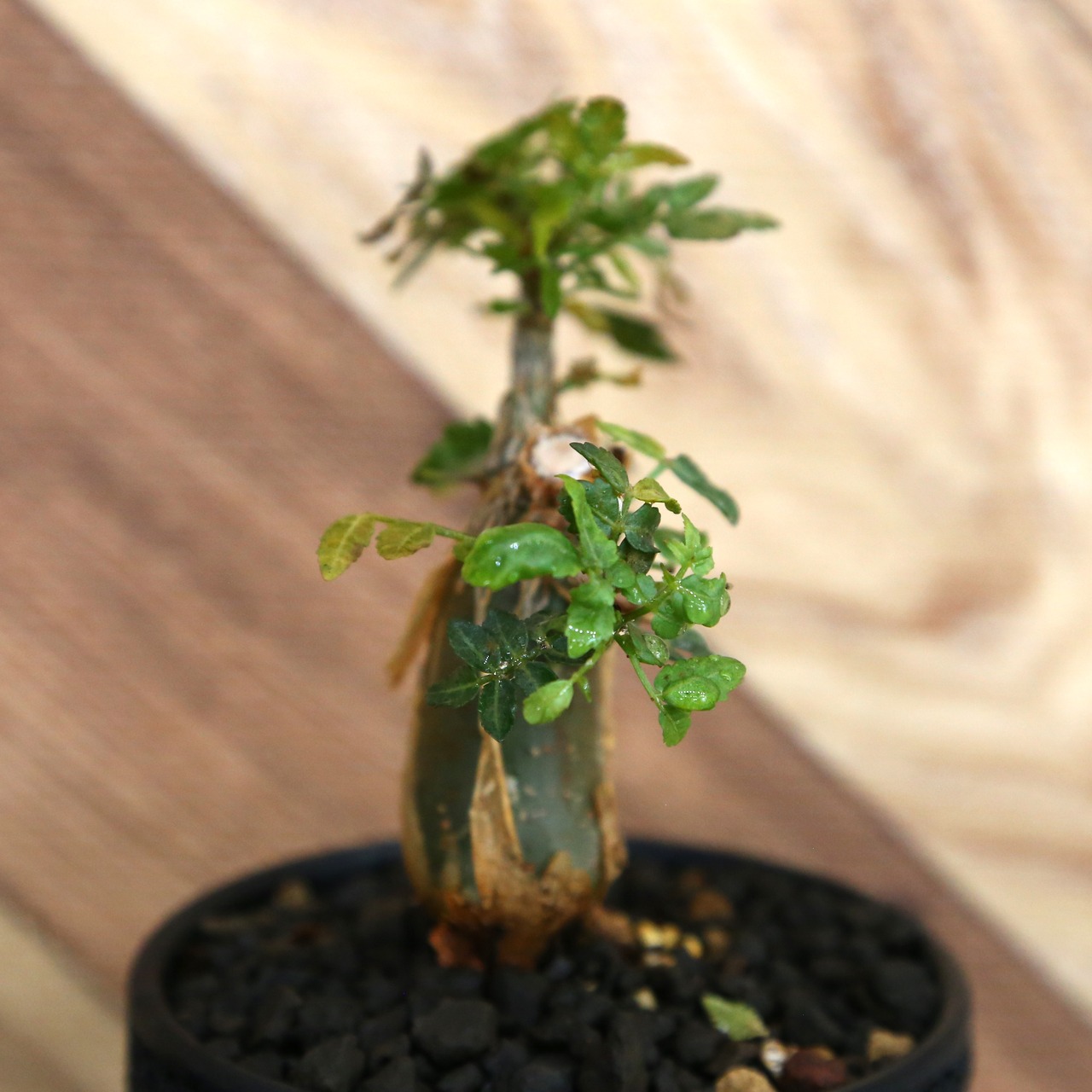 Bursera fagaroides (ブルセラ ファガロイデス) / 小株(3号鉢)/Lot.004