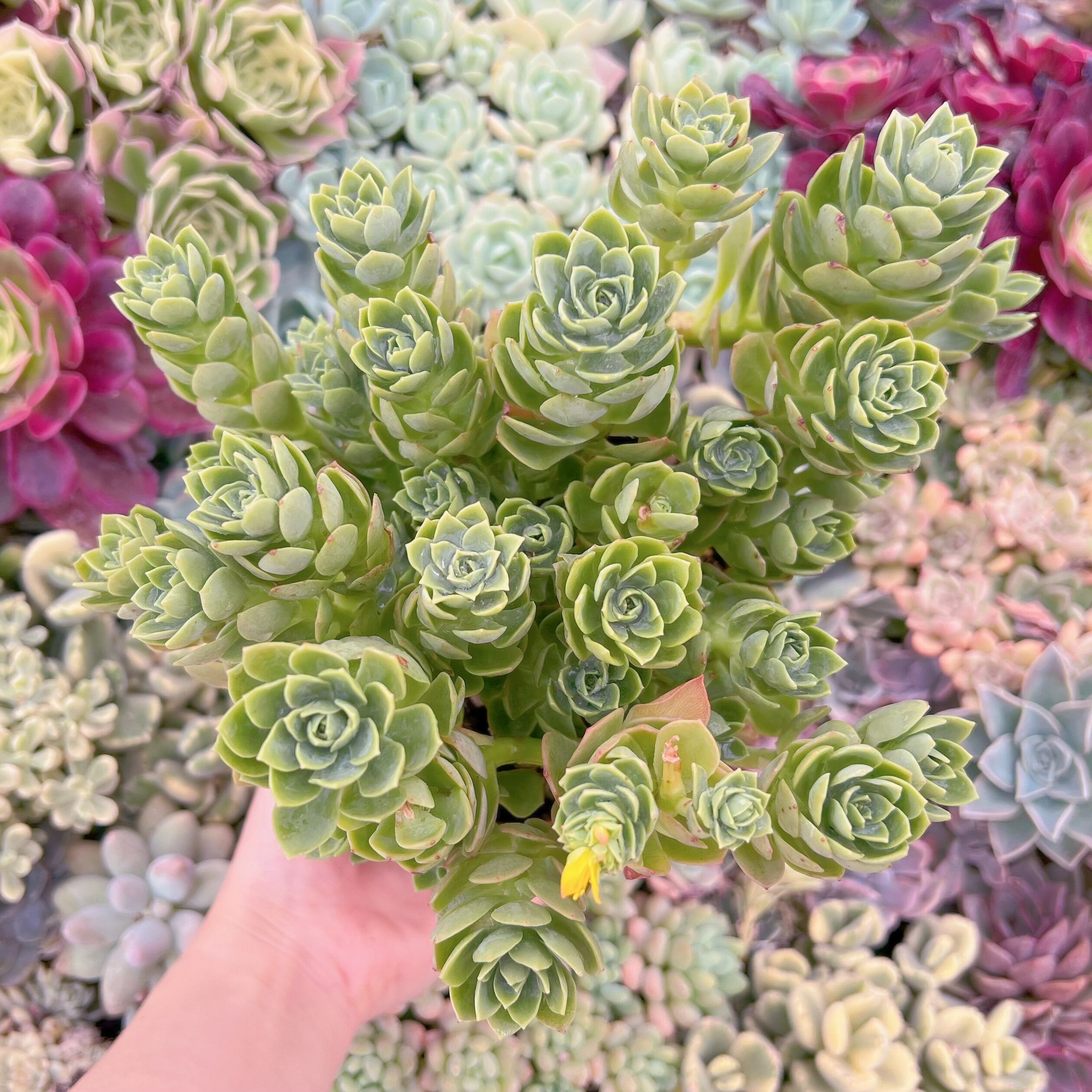 現品　グリーンローズ#293　るる農園