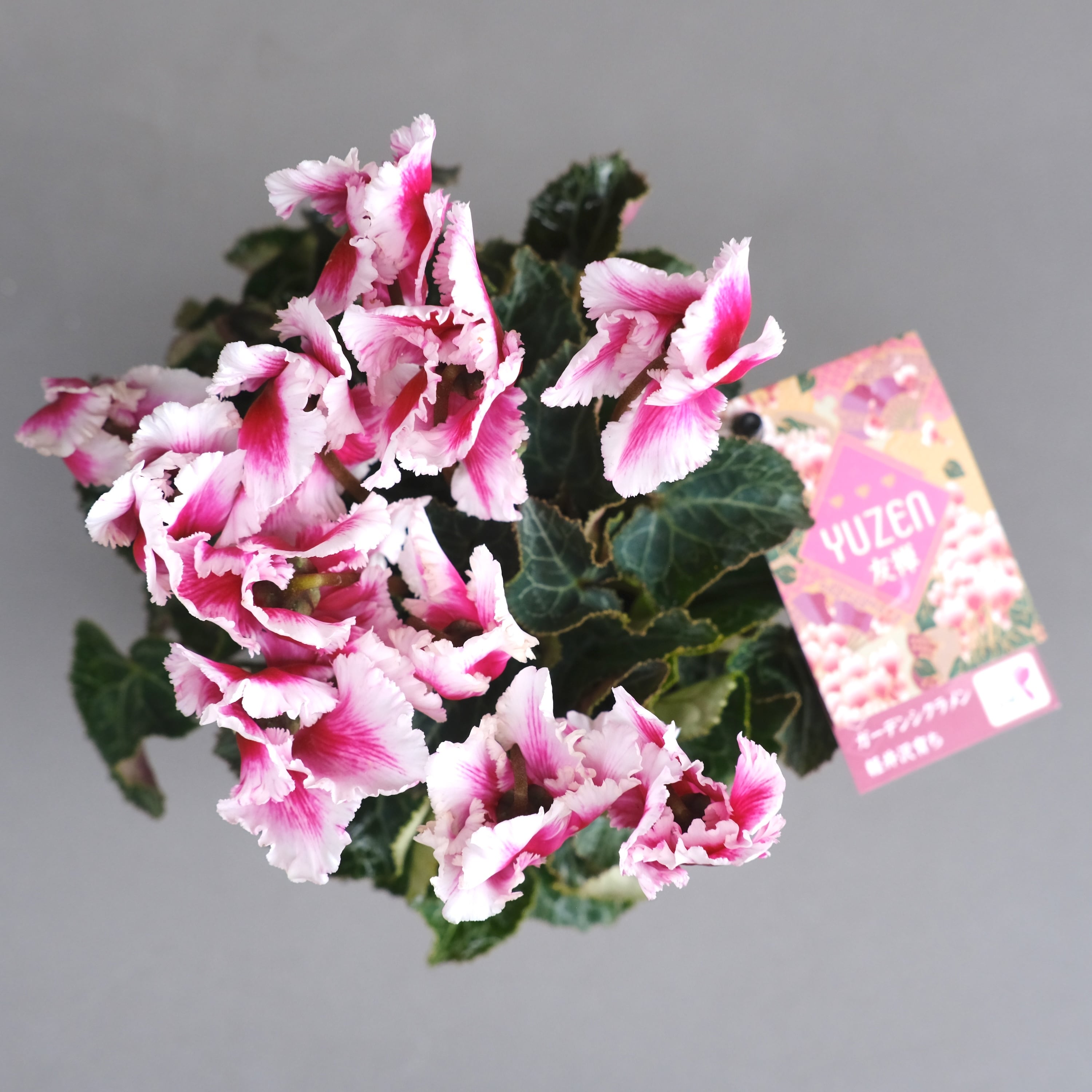 ガーデンシクラメン《 友禅 》軽井沢育ち 3号鉢 | グリーンギャラリー