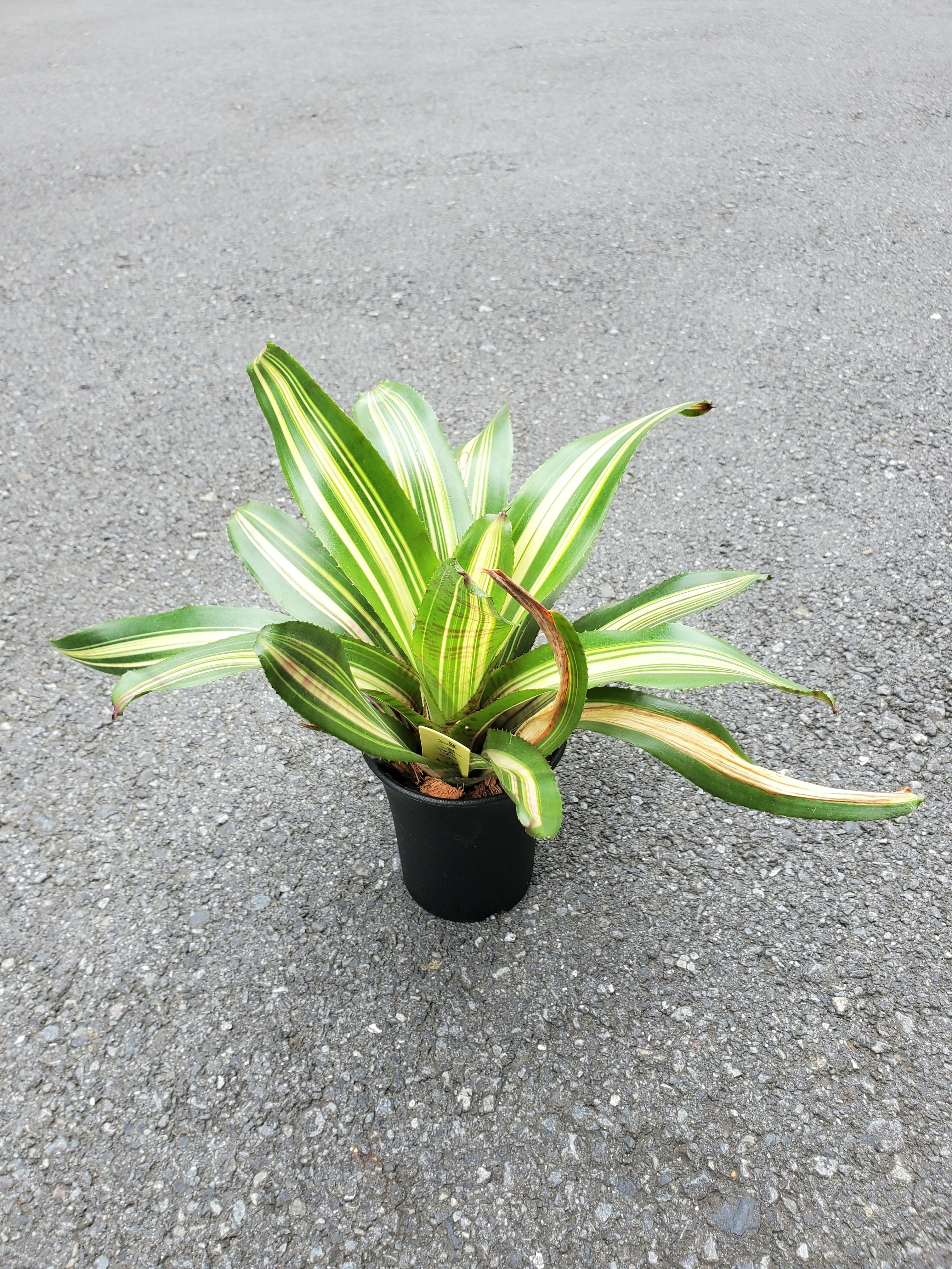 Neoregelia Fruit stripe var.【artPLANTs】 ネオレゲリア/タンク