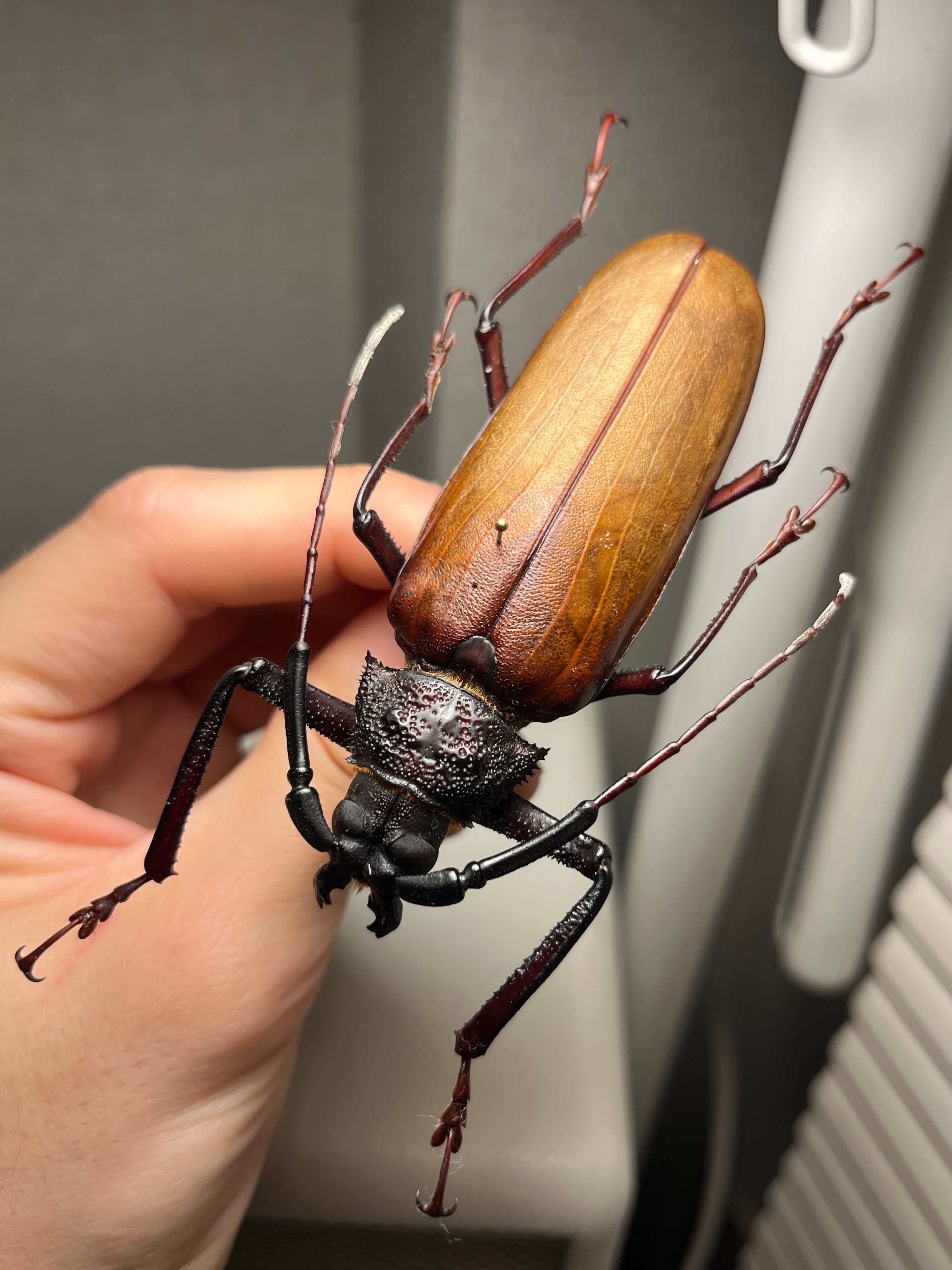 【毒刺甲虫】サソリカミキリ 昆虫標本 Onychocerus ウスバカミキリ 68mm♀】テナガカミキリ 昆虫標本甲虫ハムシサソリタランチュラムカデ
