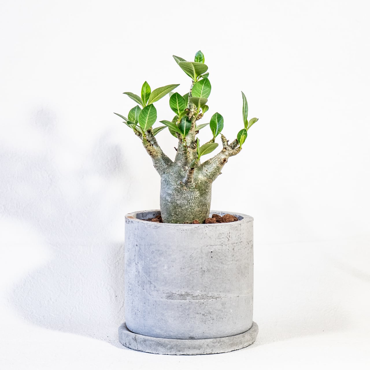 【ぷっくり可愛い塊根植物】なめらかな幹から伸びる緑葉が美しいアデニウム・ドワーフ。手づくりモルタル鉢に植え込んだ一点物。虫発生抑制(全国一律送料850円)