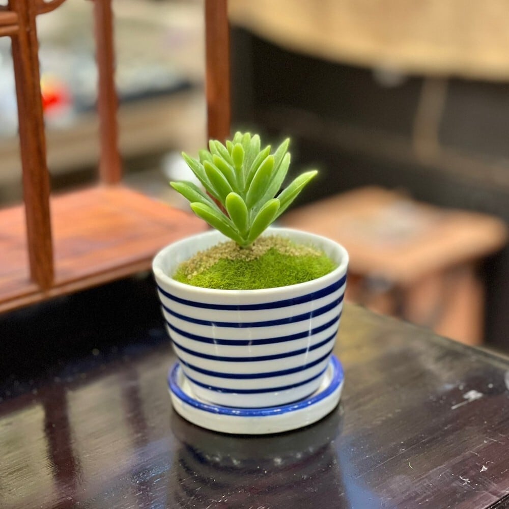 そば猪口型ミニ植木鉢 5種 底穴あり lhr514 受け皿 盆栽 多肉植物 塊根