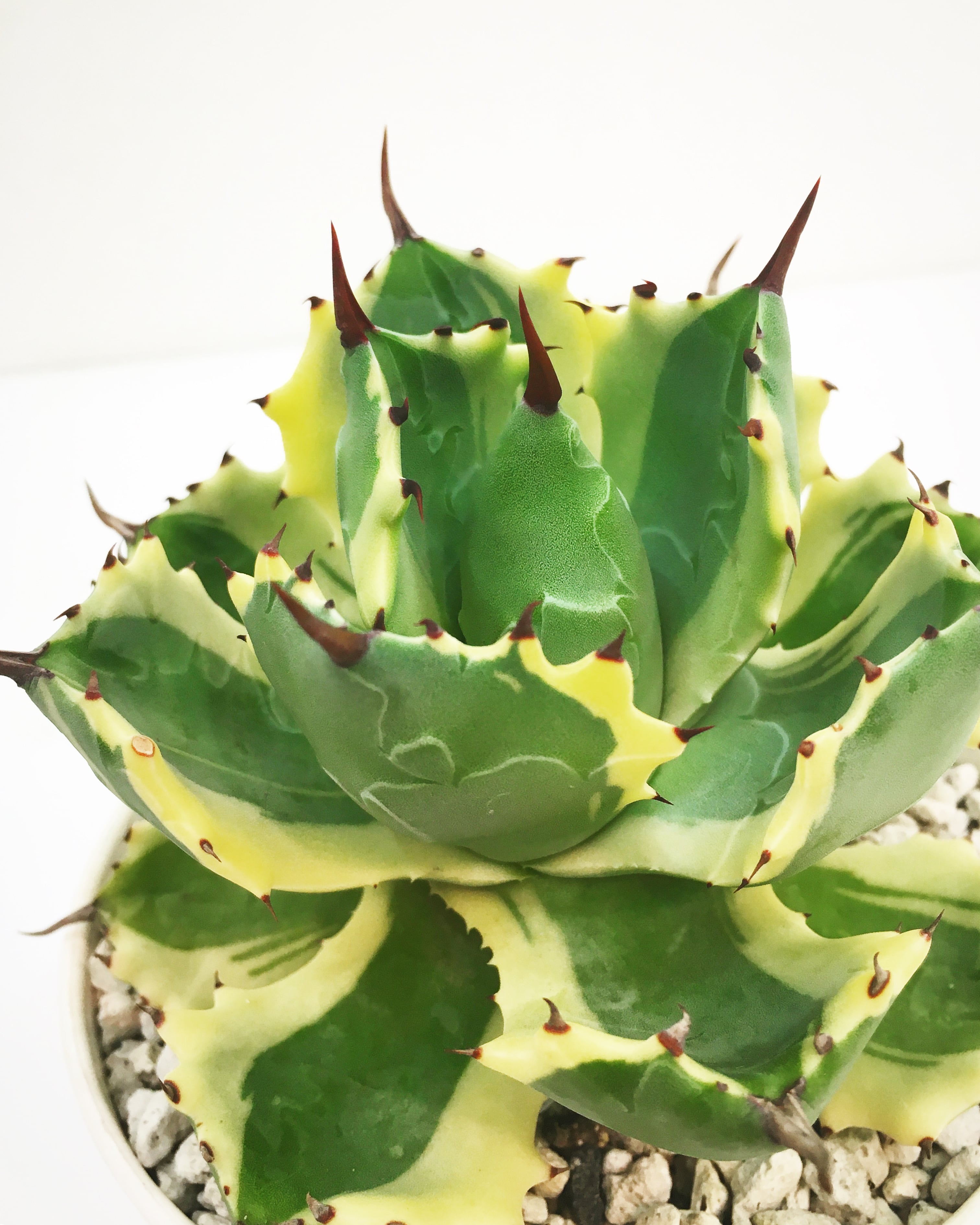 アガベ アトミックゴールド Agave isthmensis 'Atomic Gold' 20210911