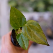 【希少】Anthurium Queen of Heart / アンスリウム クイーン オブ ハート④ / 観葉植物<育て方・花言葉>