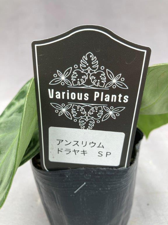 アンスリウム・ドラヤキSP | 日本ライン花木センター