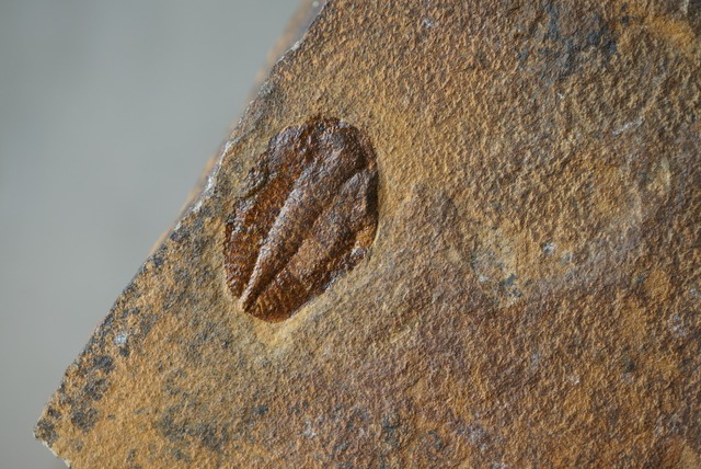 ウェールズ産三葉虫化石 Ogyginus Trilobite Fossil 1406