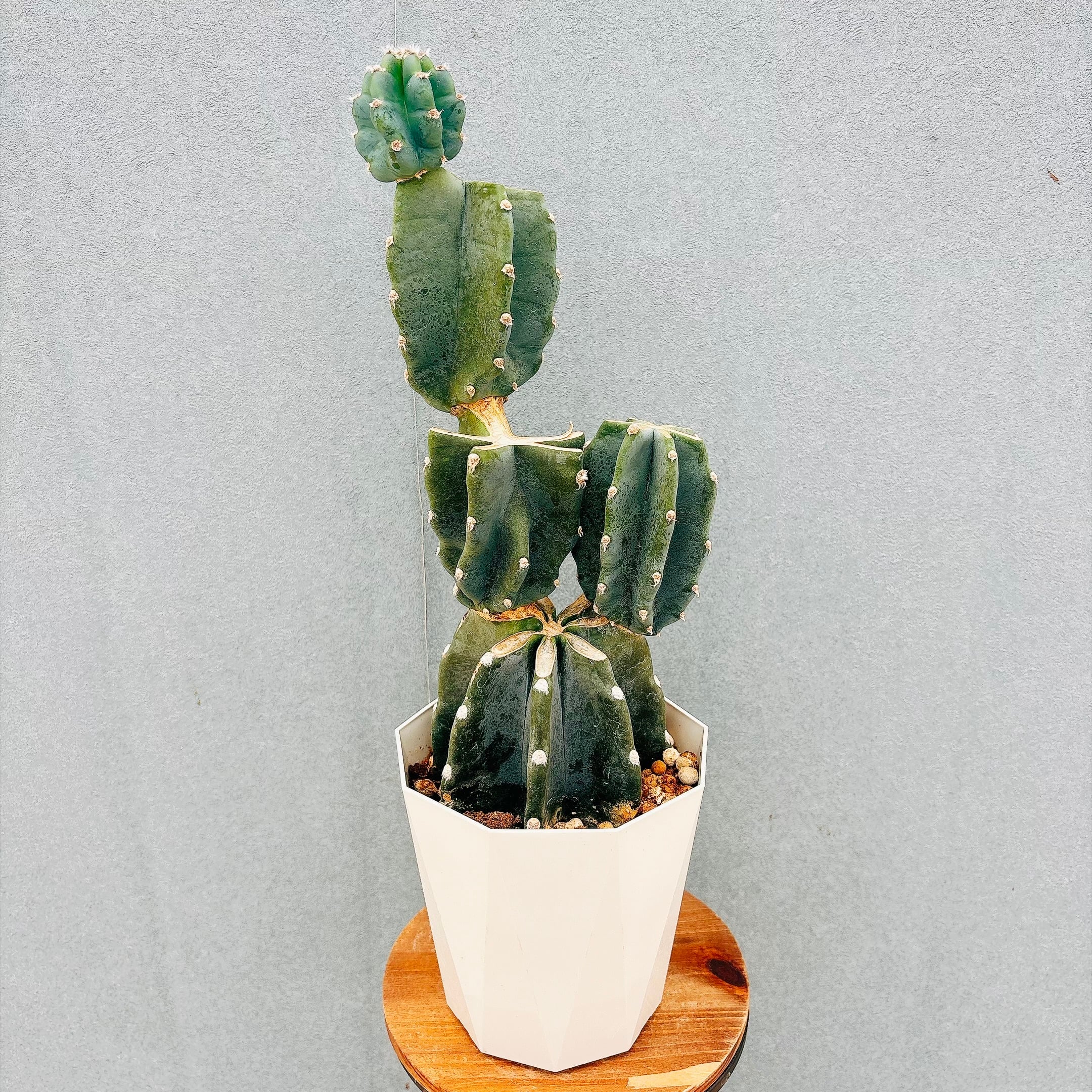 現品］97番 エスキナンサス ラディカンス 5号 観葉植物 室内 吊り下げ