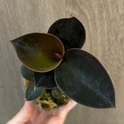 Ludisia discolor var. nigrescens / ルディシア ディスカラー ニグレスセンス④ / 観葉植物