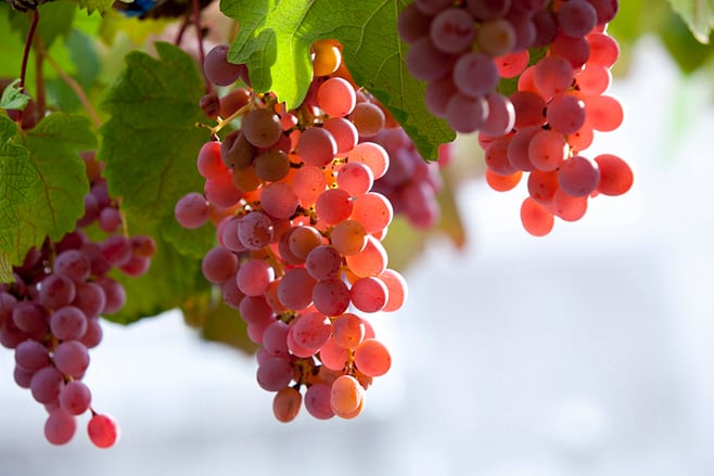 イベント2/14（土）【蒼龍葡萄酒　コラボランチイベント】12:00～