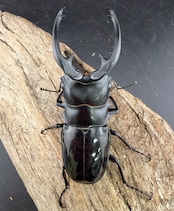 【WD】《インターメディアツヤクワガタ ガントン産 92mm ペア》