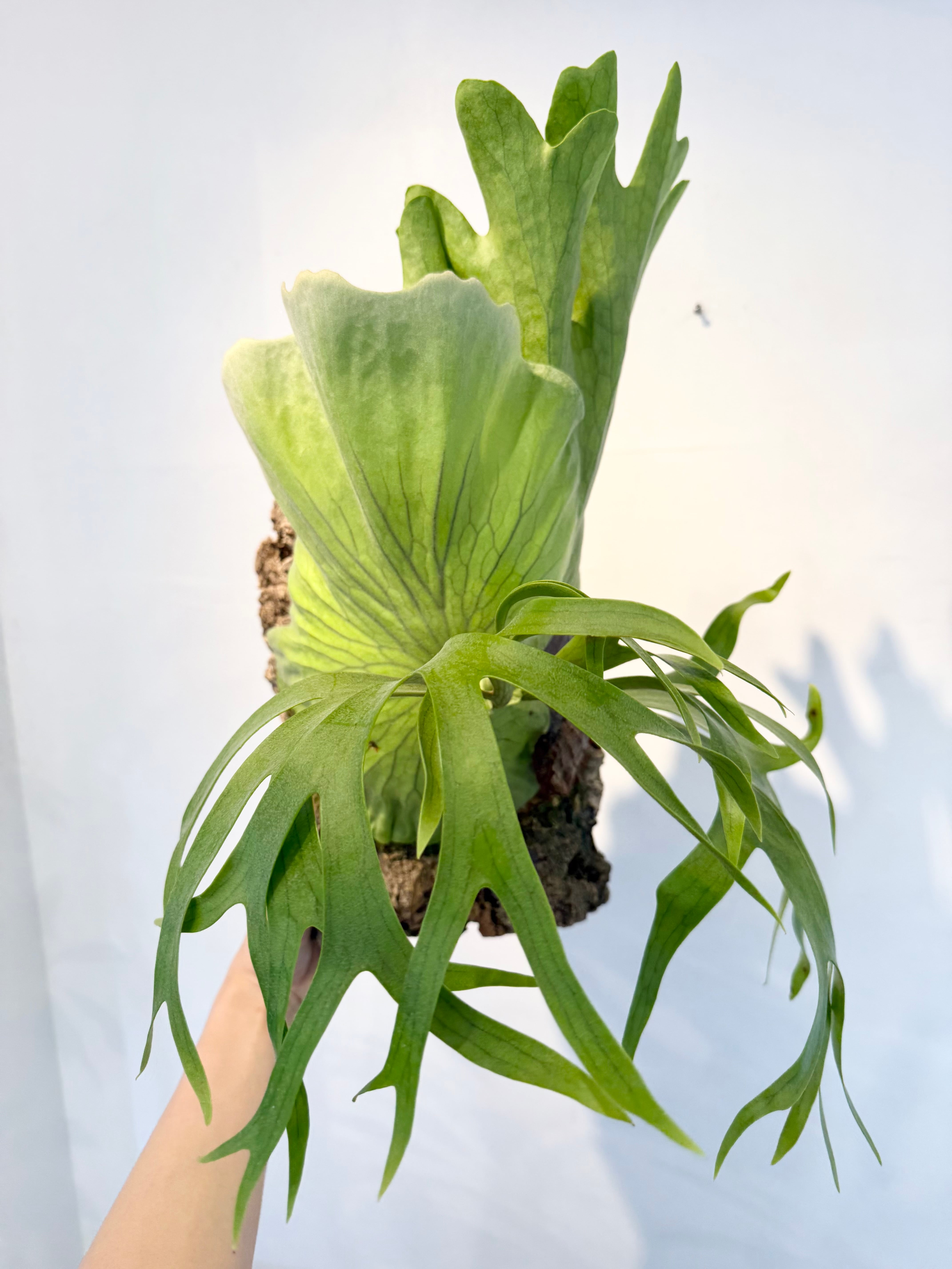a) P. coronarium Philippines ビカクシダ コロナリウム フィリピネス