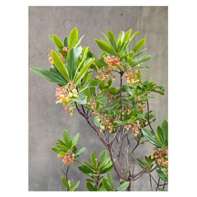 Strawberry tree（Arbutus unedo）