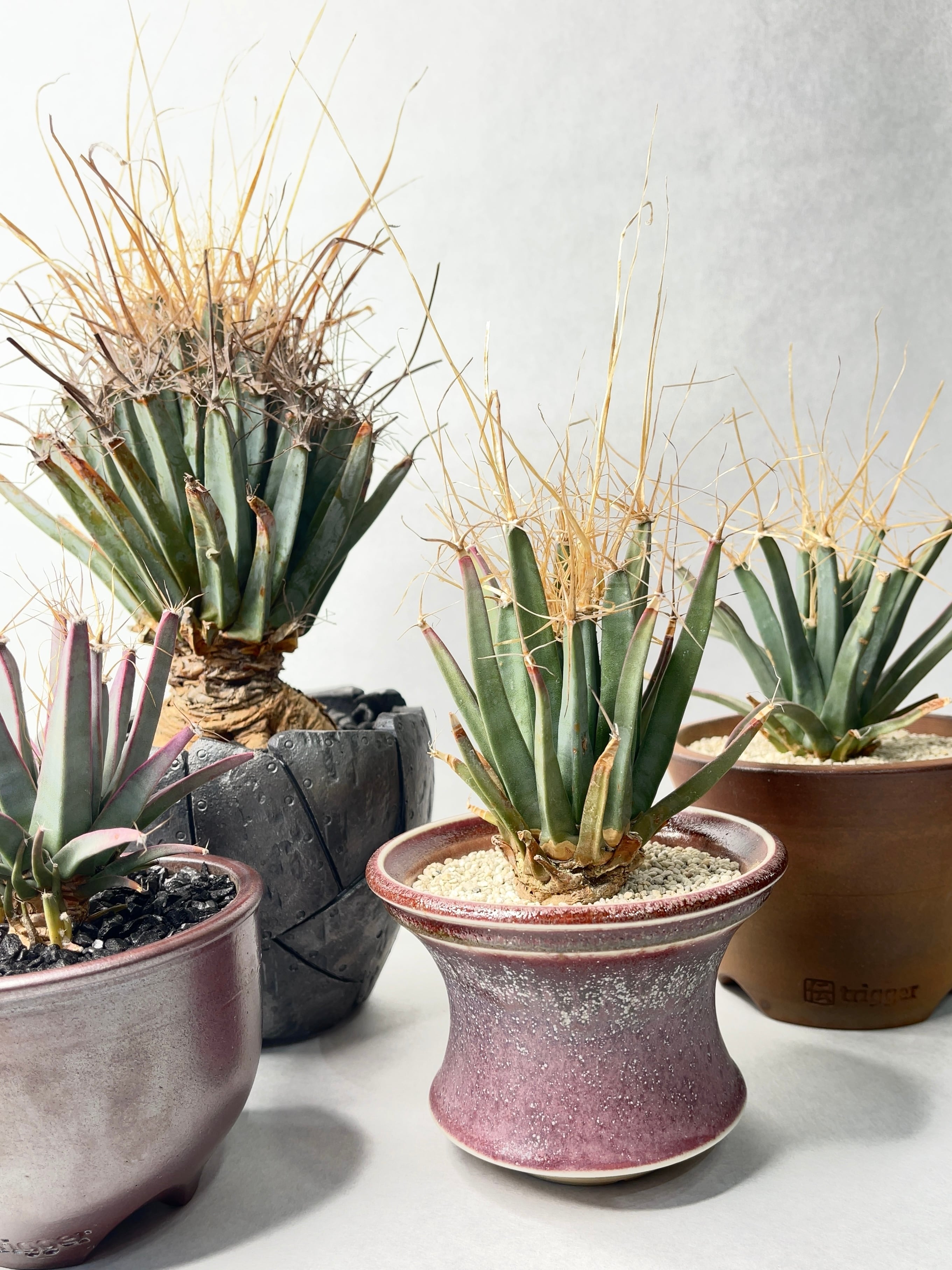 レウクテンベルギア・晃山 | trigger