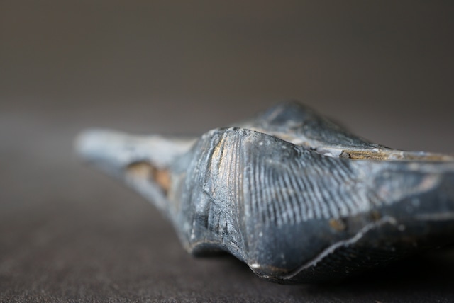 ベルギー産腕足類化石 Cyrtospirifer verneuili 1956