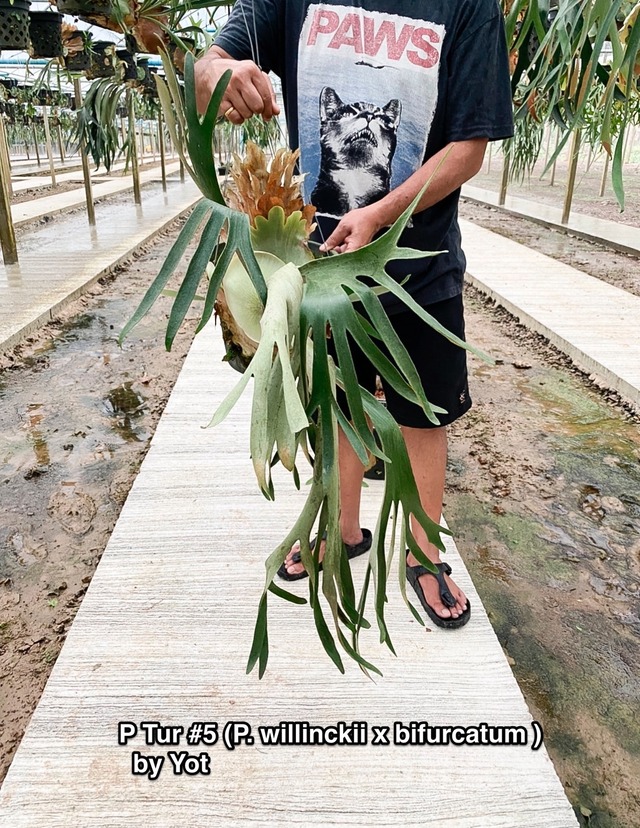 P. Tur #5 【artPLANTs/PLANTS GARAGE】ビカクシダ/Platycerium