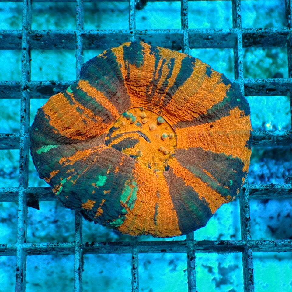 t728 ゴールドトーチ （エメラルドグリーン）ハナサンゴ Torch Coral