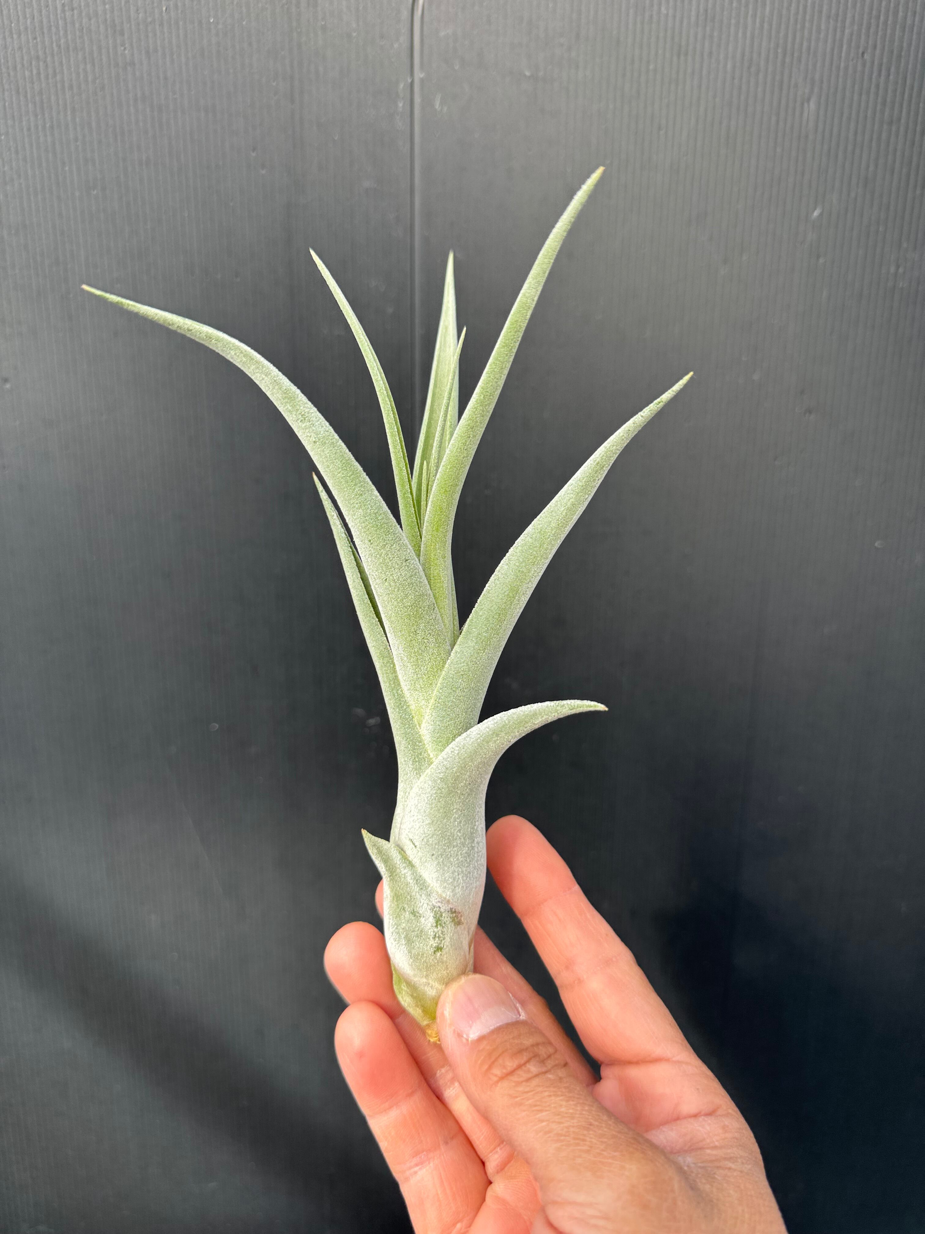 ユッカグロリオサ ブライトスター | クルール プランツ couleur plants