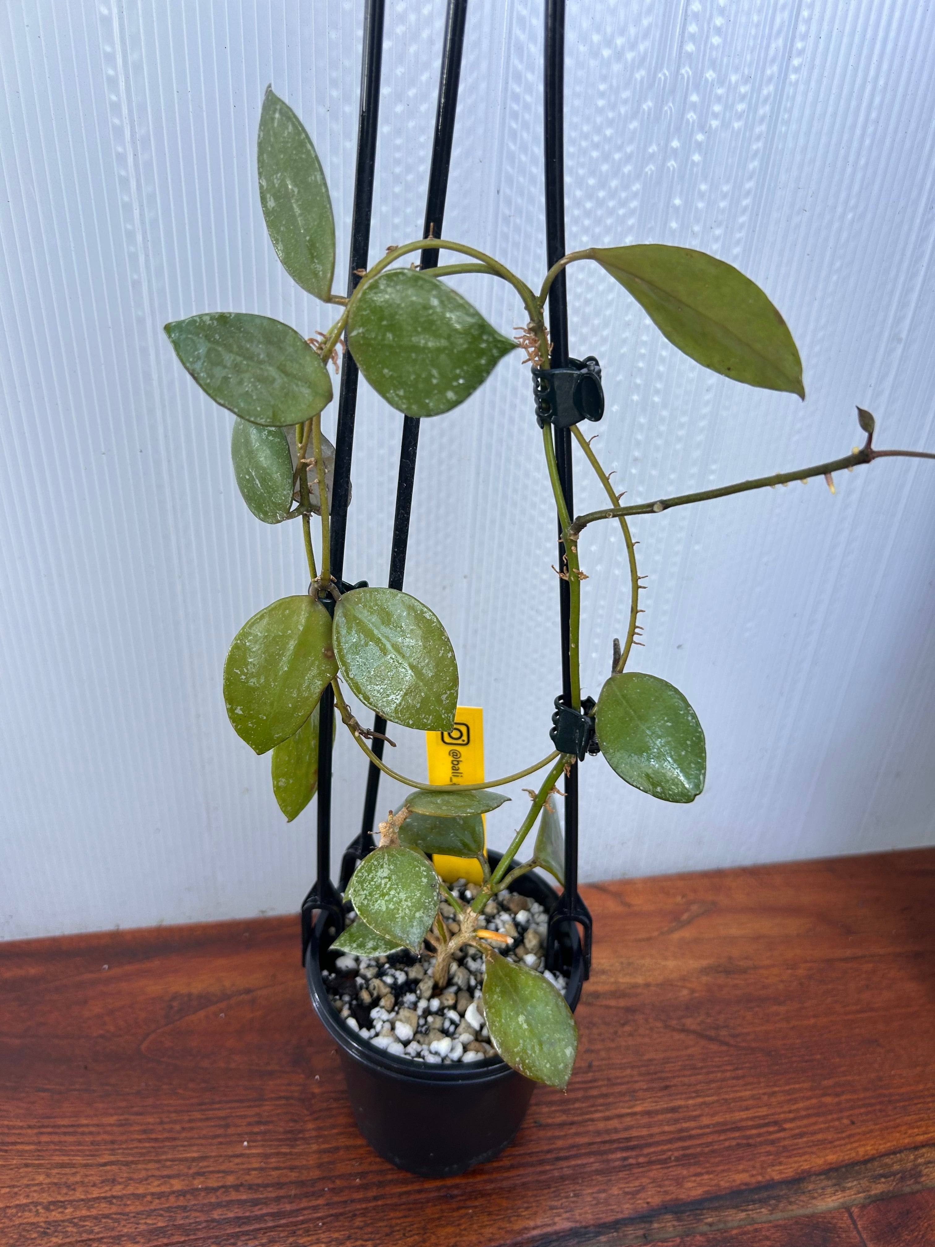 Hoya | BALI-AN 園芸
